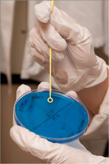 Inoculating a plate with sample material